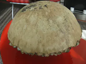 Iet Cool-Schoorl - Keramieke zwam kopen? Bied vanaf 90!