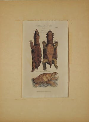 George Edwards - en onbekend, Lot van drie gravure, Diervoorstellingen kopen? Bied vanaf 1!