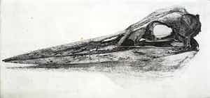 Charles Donker - Reigerschedel, ets (prachtig ingelijst) verkocht voor € 175!