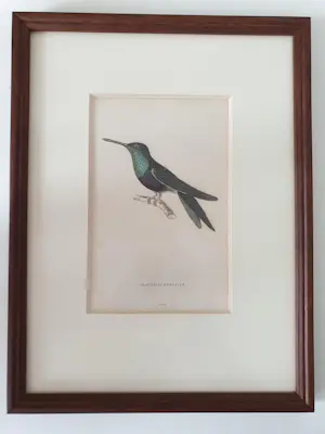William Home Lizars - 2 stuks Kolibrie/ Hummingbird Gravure Oud Handgekleurd 19e eeuw kaufen? Bieten Sie von 40!