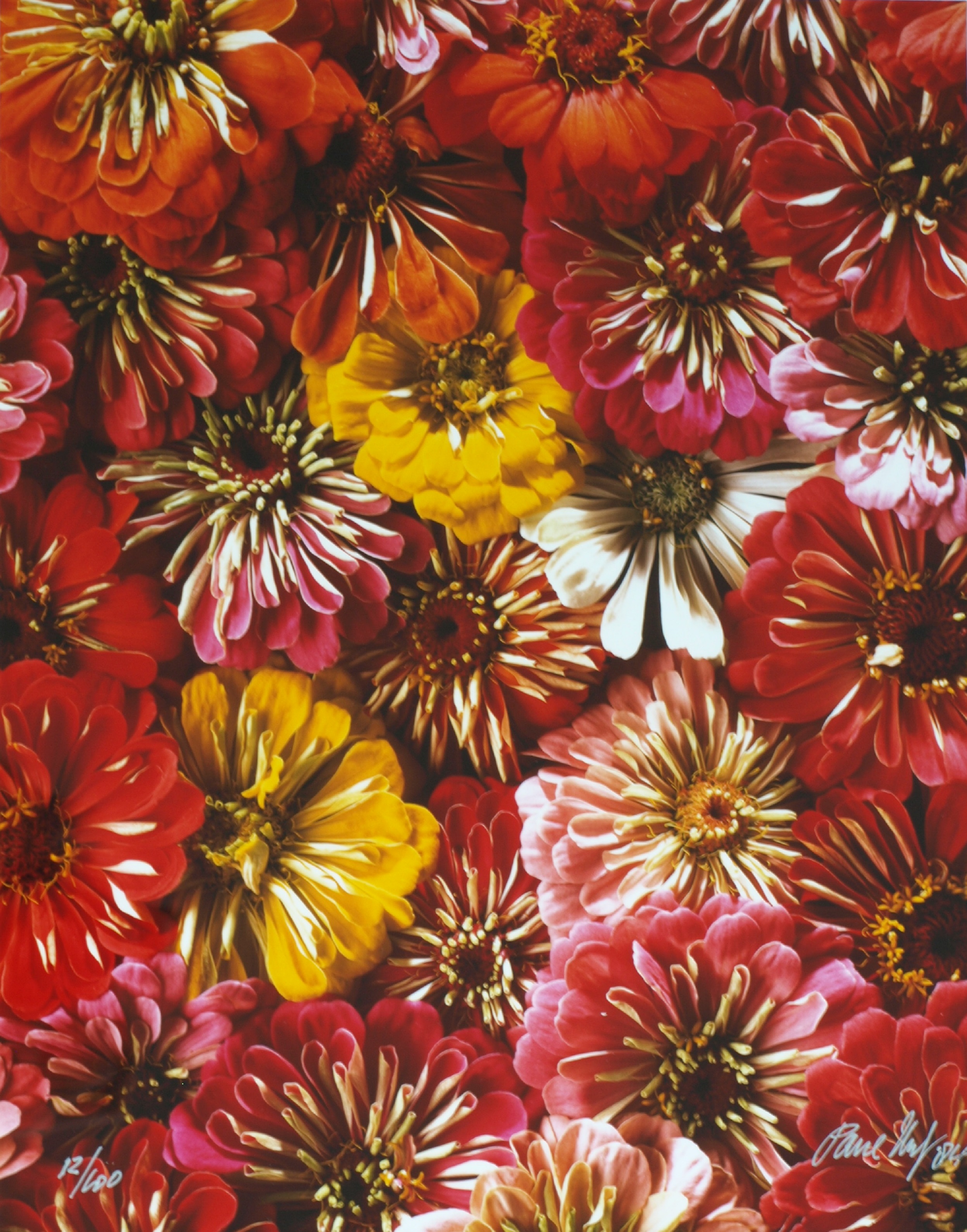 Paul Huf - Foto - Flowers – gesigneerd & ingelijst - 1984  verkocht voor € 145!