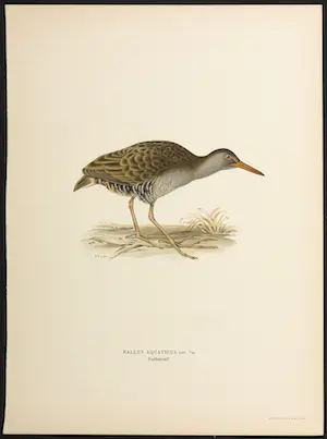 Wilhelm von Wright - Litho, Rallus Aquaticus, uit Svenska foglar (...) kopen? Bied vanaf 1!