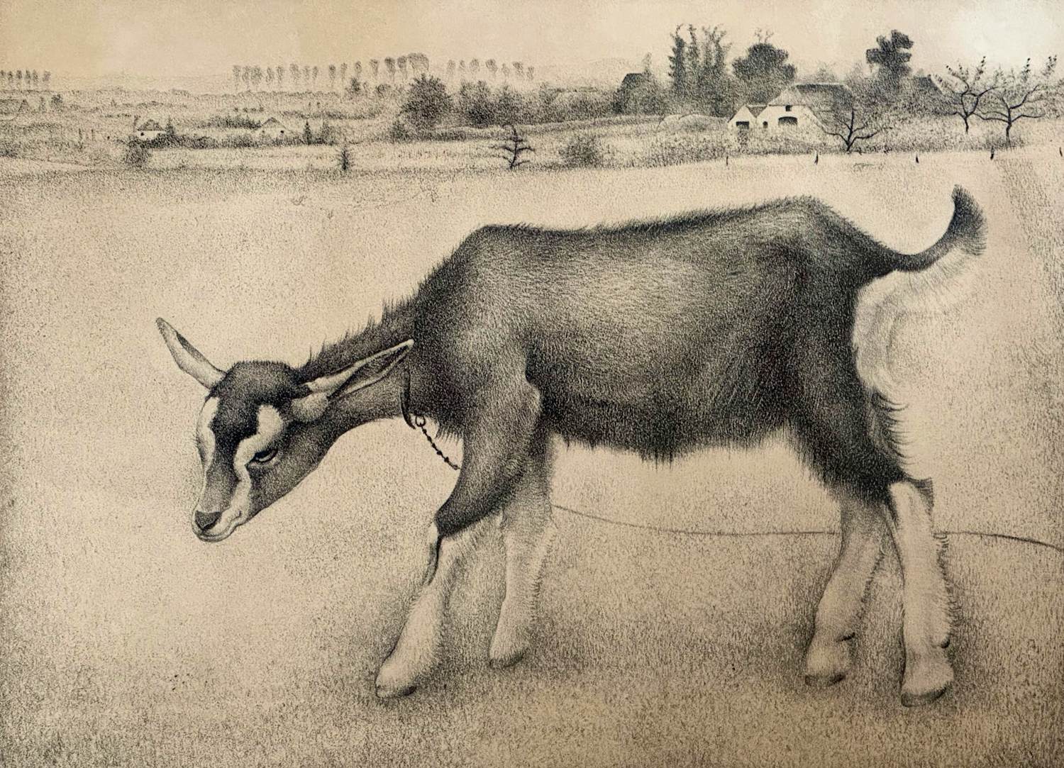 Jan Wittenberg - Geitje verkocht voor € 75!