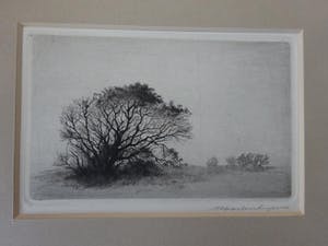 Maarten Langbroek - Boom in de duinen kopen? Bied vanaf 1!