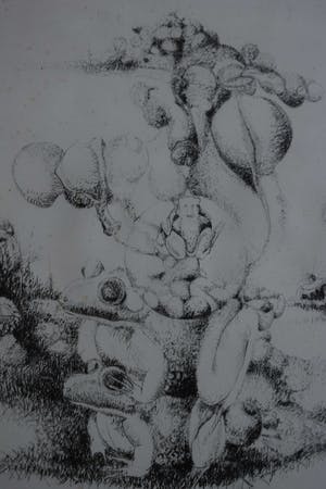 Pim Olivier - litho - Kikkers 2 kopen? Bied vanaf 40!