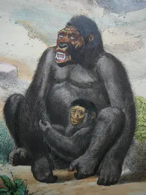 Pieter Trap - DE GORILLA Aap kopen? Bied vanaf 20!