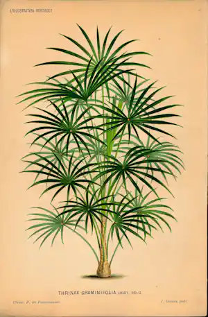 Pierre Joseph de Pannemaeker - Thinax Graminfolia hort.belg. verkauft für € 15!