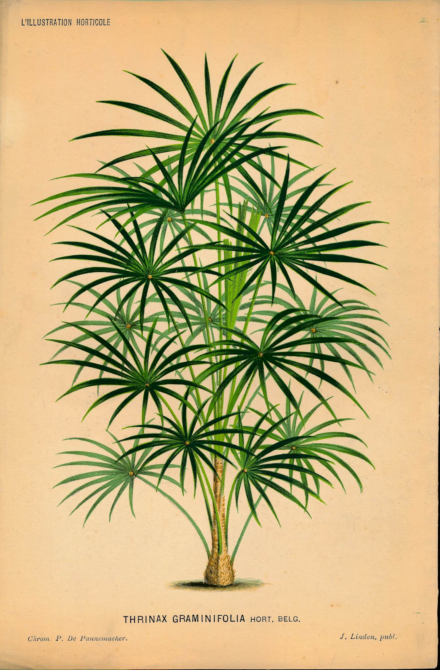Pierre Joseph de Pannemaeker - Thinax Graminfolia hort.belg. verkocht voor € 15!