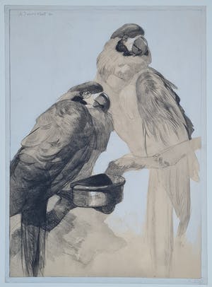 Adriaan van 't Hoff - Twee papegaaien op een tak - handgesigneerde tekening 1930 kopen? Bied vanaf 225!