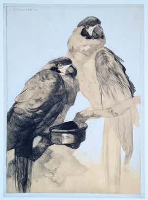 Adriaan van 't Hoff - Twee papegaaien op een tak - handgesigneerde tekening 1930 verkocht voor € 225!