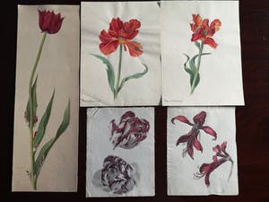 Niet of onleesbaar gesigneerd - Bloemen (5X) kopen? Bied vanaf 1!