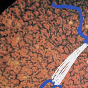 Marina Abramovic - handgesigneerde zeefdruk | 'Zonder titel' | 1991 kopen? Bied vanaf 250!