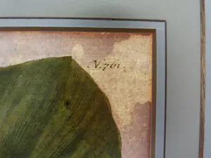 Johann Weinmann - Phytanthoza iconographia, Regensberg kaufen? Bieten Sie von 150!