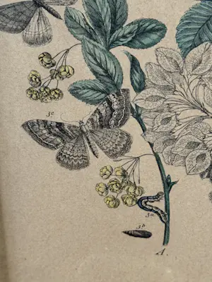 Rie Cramer - botanische vlinders prent kopen? Bied vanaf 25!