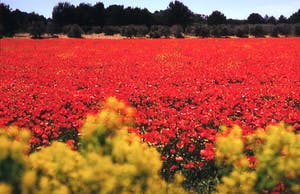 Paul Huf - France, Aples van Gogh's Footsteps - Ingelijst kopen? Bied vanaf 1!