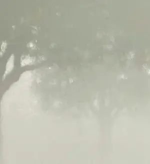 Tobias Spierenburg - Boom in de mist kopen? Bied vanaf 450!