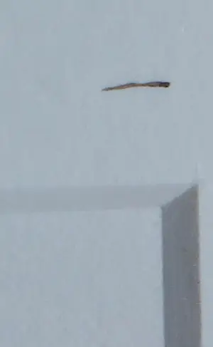 Carlos Blaaker - Zeefdruk, Rush - Ingelijst kopen? Bied vanaf 35!