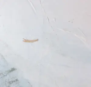 Gijs Stuyling - Gemengde techniek op geschept papier, Duinlandschap - Ingelijst (Zeer groot) kopen? Bied vanaf 1!