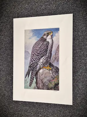 Hendrik Johannes Slijper - Fraaie offset druk "Giervalk" 1987 - oplage 350, handgesigneerd - GROOT! kopen? Bied vanaf 58!