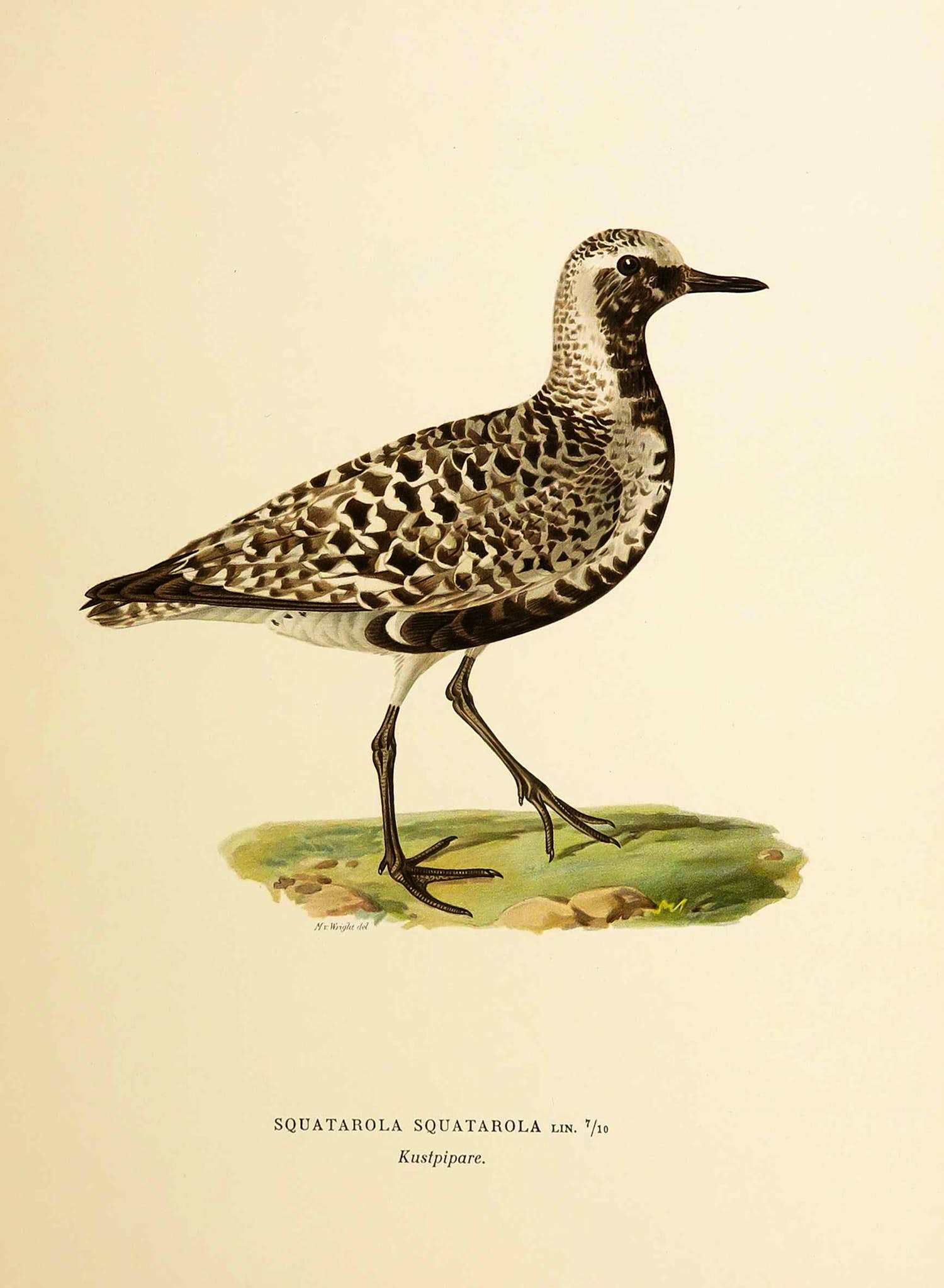 Wilhelm von Wright - Litho, Squatarola Squatarola, uit Svenska foglar (...) verkocht voor € 1!