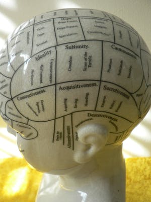 Curiosa - Phrenology head by L.N.Fowler kopen? Bied vanaf 50!