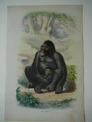 Pieter Trap - DE GORILLA Aap kopen? Bied vanaf 20!