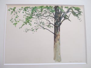 Raymond Mason - Platane - Aquarel kopen? Bied vanaf 400!