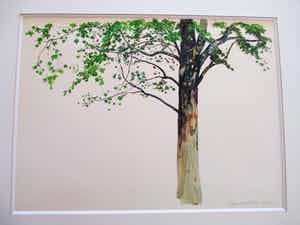 Raymond Mason - Platane - Aquarel verkocht voor € 400!