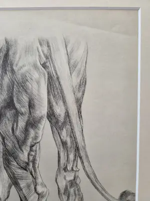Herbert van der Poll - Leeuw. Litho. kaufen? Bieten Sie von 44!