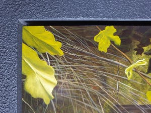 Jan Teunissen - Twee kalveren in weiland kopen? Bied vanaf 200!