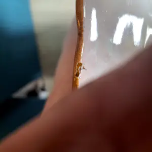 Koninklijke Tichelaar Makkum - Van het concert des levens kopen? Bied vanaf 25!