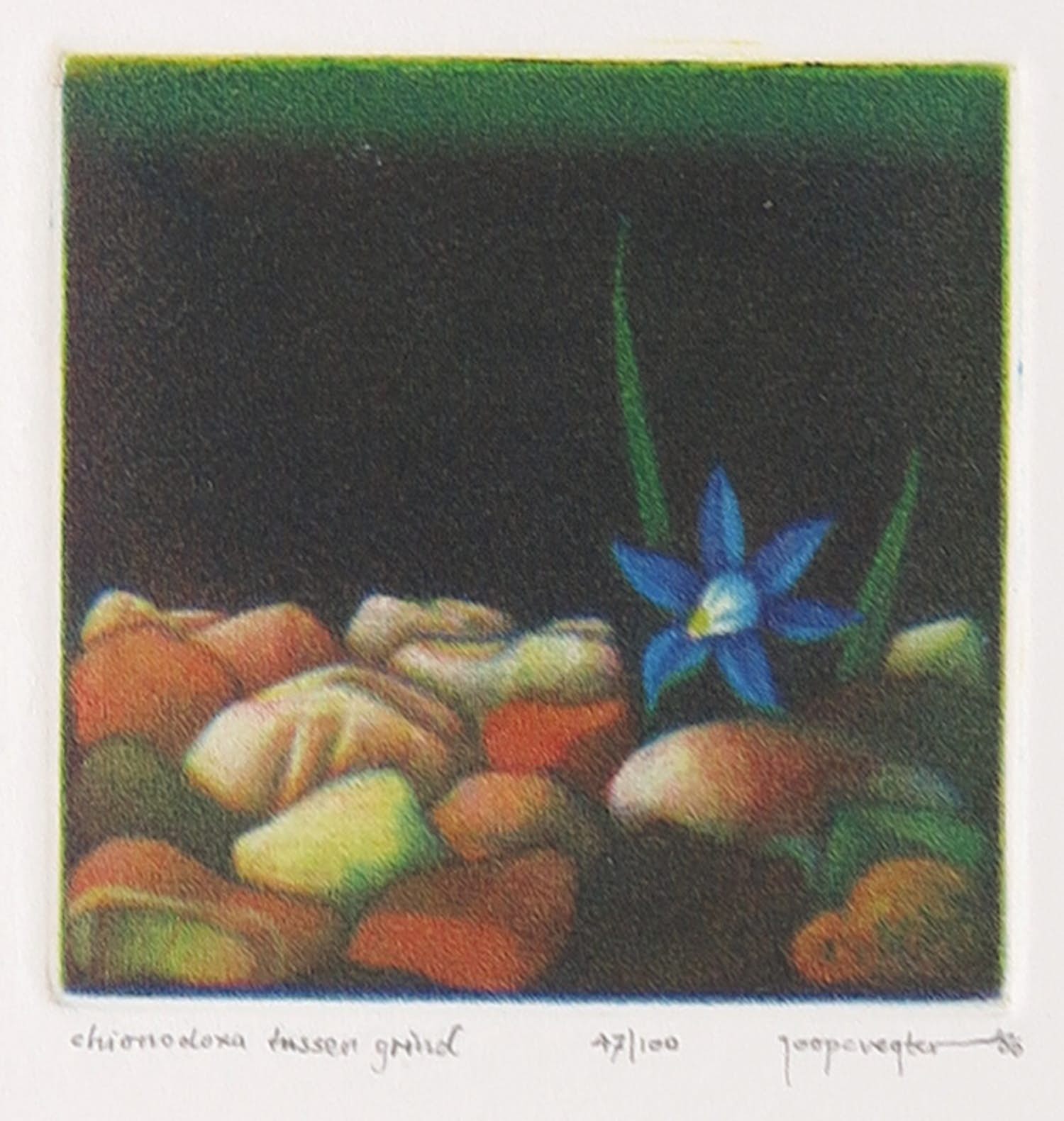 Joop Vegter - Mezzotint, Chionodoxa tussen grind kopen? Bied vanaf 1!
