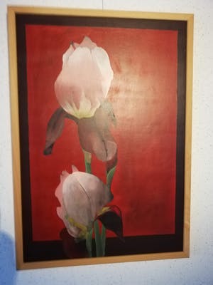Rob Vermeer - Irissen kopen? Bied vanaf 100!