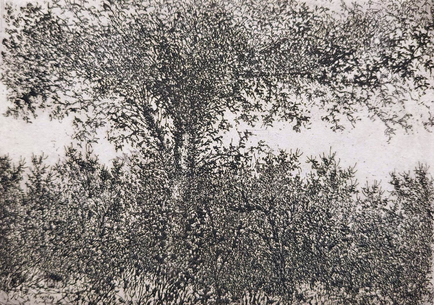 Willem Minderman - Boom tussen struiken, ets kopen? Bied vanaf 45!