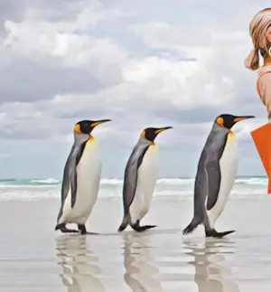 Mr. Strange - Ga pinguïns! kopen? Bied vanaf 80!