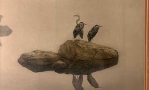 Niet of onleesbaar gesigneerd - Vogels kopen? Bied vanaf 10!