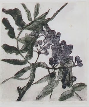 Niet of onleesbaar gesigneerd - Lot van twee etsen, Planten - Ingelijst kopen? Bied vanaf 1!