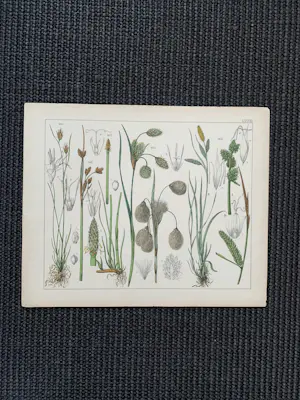 Corneille Antoine Jean Abram Oudemans - Flora van Nederland kopen? Bied vanaf 200!