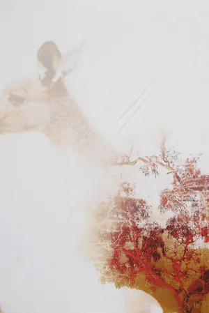 Kim Heesakkers - Foto, Australia - Ingelijst (Groot) kopen? Bied vanaf 50!