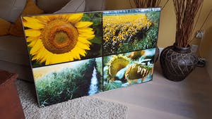 Paul Huf - C-print - zonnebloemen - ingelijst (groot) kopen? Bied vanaf 125!