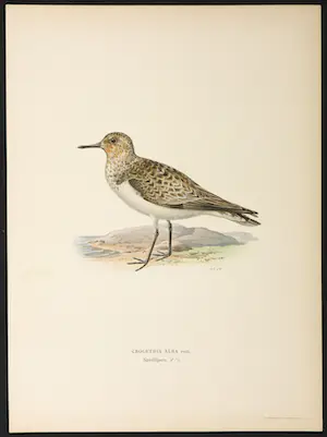 Wilhelm von Wright - Litho, Crocethia Alba, uit Svenska foglar (...) kopen? Bied vanaf 1!