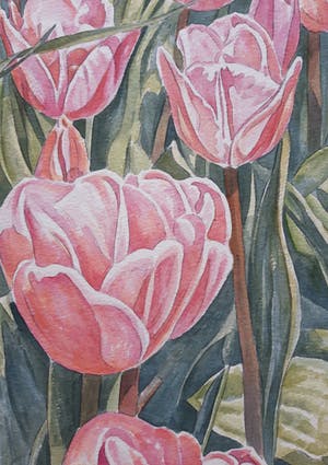 Ger Daniels - Roze Tulpen kopen? Bied vanaf 25!