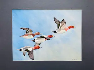 Frits-Jan Maas - Aquarel van eenden kopen? Bied vanaf 49!