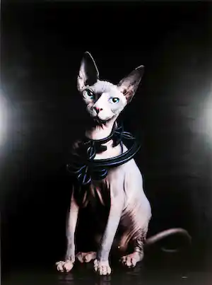 Jenny Boot - C-Print op dibond, Tasja - (Zeer groot) vendu pour 350€ !