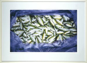 Mark Verdoes - Makreel - Ingelijst - IN PRIJS VERLAAGD kopen? Bied vanaf 49!