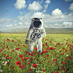 Mr. Strange - Champs de Fleurs sur la planète Terre kopen? Bied vanaf 50!