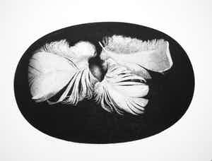 Gerard van Rooy - Veren verkocht voor € 50!