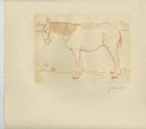Jan Mankes - Paard kopen? Bied vanaf 1!