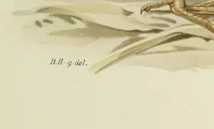 Wilhelm von Wright - Litho, Rallus Aquaticus, uit Svenska foglar (...) kopen? Bied vanaf 1!