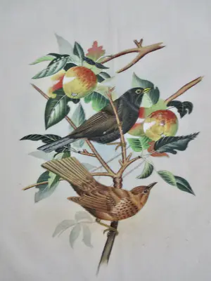 Niet of onleesbaar gesigneerd - 19 diverse vogelvoorstellingen kopen? Bied vanaf 1!